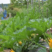 2021 – Gartentipp 19 – Beliebtes Sommergemüse – Zucchini