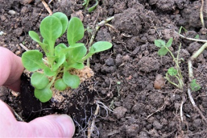 2021 – Gartentipp 36 – Feldsalat – beliebt im Herbst und Winter