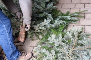 2022 – Gartentipp 1 – Noch mehr Nutzen für den Weihnachtsbaum