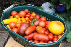 2022 – Gartentipp 24 – Tomatenpflege im Sommer
