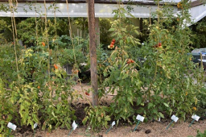 2022 – Gartentipp 35 – Rostmilben an Tomaten