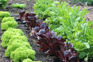 2022 – Gartentipp 36 – Salate für die kalte Jahreszeit