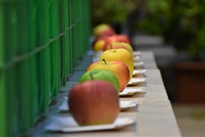 2022 – Gartentipp 38 – Es ist Apfelzeit!