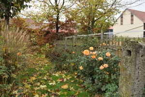 2022 – Gartentipp 46 – Rosen im Herbst-Garten