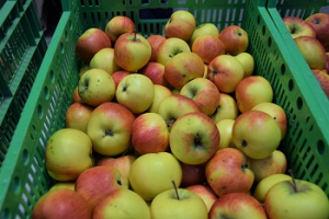2023 – Gartentipp 3 – Apfel – beliebt und gesund