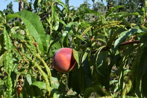 2023 – Gartentipp 19 – Blasige Blätter am Pfirsich – die Kräuselkrankheit