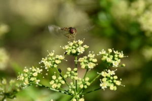 2023 – Gartentipp 31 – Die Schwebfliege – wenig bekannter Nützling