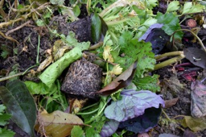 2023 – Gartentipp 41 – Was darf auf den Kompost?