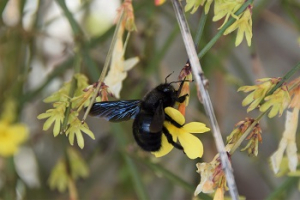 2024 – Gartentipp 12 – Wildbiene des Jahres 2024: Die Blauschwarze Holzbiene