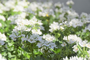 2024 – Gartentipp 18 – Weiße Blütensterne auf bayerischen Balkonen und Terrassen
