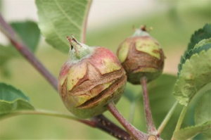 2024 – Gartentipp 19 – Spätfröste schädigen Obstgehölze
